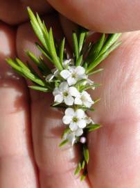 Fotografia da espécie Diosma hirsuta