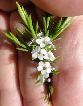 Fotografia 6 da espécie Diosma hirsuta no Jardim Botânico UTAD