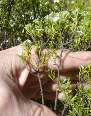 Fotografia 7 da espécie Diosma hirsuta no Jardim Botânico UTAD