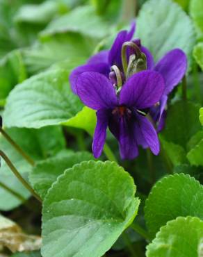 Fotografia 4 da espécie Viola odorata no Jardim Botânico UTAD