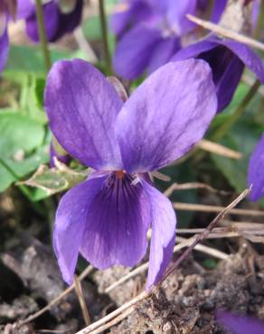 Fotografia 5 da espécie Viola odorata no Jardim Botânico UTAD