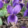 Fotografia 5 da espécie Viola odorata do Jardim Botânico UTAD