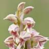 Fotografia 7 da espécie Neotinea maculata do Jardim Botânico UTAD