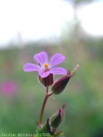 Fotografia da espécie Geranium robertianum subesp. purpureum