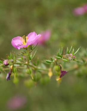 Fotografia 4 da espécie Fagonia cretica no Jardim Botânico UTAD