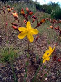 Fotografia da espécie Hypericum linariifolium