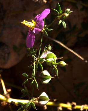 Fotografia 6 da espécie Fagonia cretica no Jardim Botânico UTAD