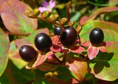 Fotografia da espécie Hypericum androsaemum