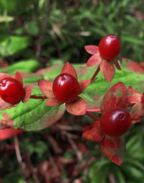 Fotografia 9 da espécie Hypericum androsaemum no Jardim Botânico UTAD