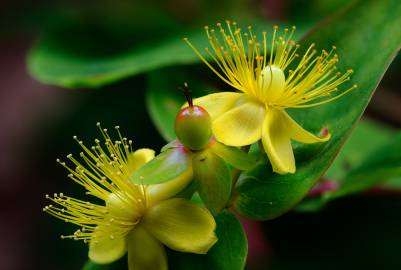 Fotografia da espécie Hypericum androsaemum