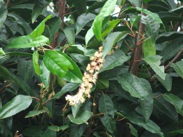 Fotografia da espécie Prunus lusitanica subesp. lusitanica