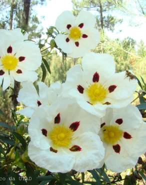 Fotografia 1 da espécie Cistus ladanifer subesp. ladanifer no Jardim Botânico UTAD