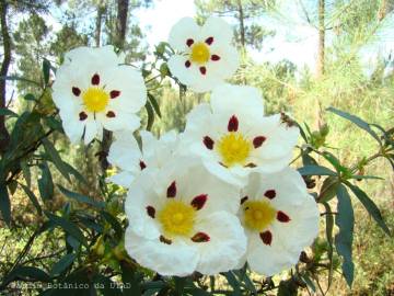 Fotografia da espécie Cistus ladanifer subesp. ladanifer