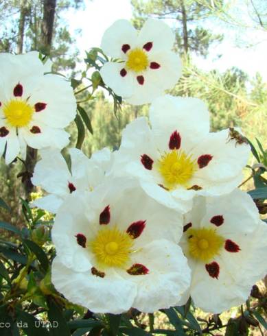 Fotografia de capa Cistus ladanifer subesp. ladanifer - do Jardim Botânico