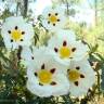 Fotografia 1 da espécie Cistus ladanifer subesp. ladanifer do Jardim Botânico UTAD