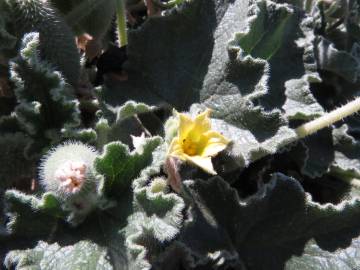 Fotografia da espécie Ecballium elaterium subesp. elaterium