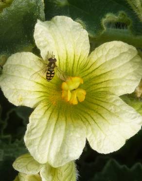 Fotografia 6 da espécie Ecballium elaterium subesp. elaterium no Jardim Botânico UTAD