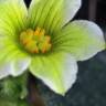 Fotografia 8 da espécie Ecballium elaterium subesp. elaterium do Jardim Botânico UTAD