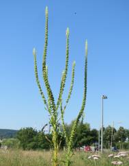 Reseda luteola