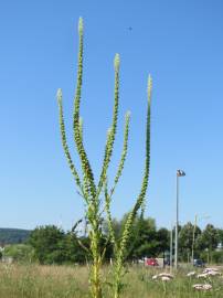 Fotografia da espécie Reseda luteola