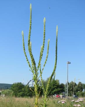 Fotografia 1 da espécie Reseda luteola no Jardim Botânico UTAD