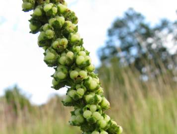 Fotografia da espécie Reseda luteola