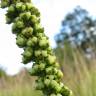 Fotografia 6 da espécie Reseda luteola do Jardim Botânico UTAD