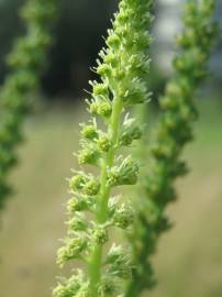 Fotografia da espécie Reseda luteola