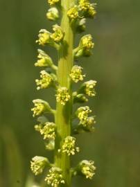 Fotografia da espécie Reseda luteola