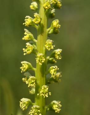 Fotografia 9 da espécie Reseda luteola no Jardim Botânico UTAD