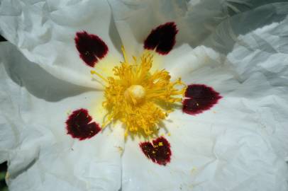 Fotografia da espécie Cistus ladanifer subesp. ladanifer