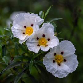 Fotografia da espécie Cistus ladanifer subesp. ladanifer