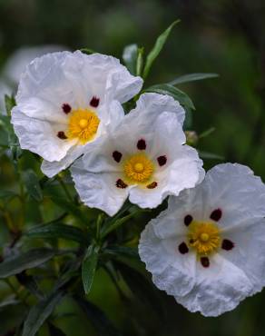 Fotografia 6 da espécie Cistus ladanifer subesp. ladanifer no Jardim Botânico UTAD