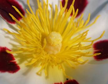 Fotografia da espécie Cistus ladanifer subesp. ladanifer