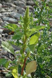 Fotografia da espécie Amaranthus hybridus