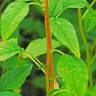 Fotografia 10 da espécie Amaranthus hybridus do Jardim Botânico UTAD