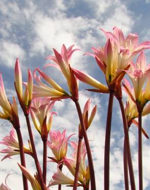 Fotografia 8 da espécie Amaryllis belladonna no Jardim Botânico UTAD