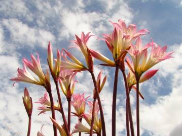 Fotografia da espécie Amaryllis belladonna