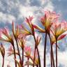 Fotografia 8 da espécie Amaryllis belladonna do Jardim Botânico UTAD