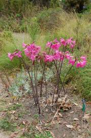 Fotografia da espécie Amaryllis belladonna