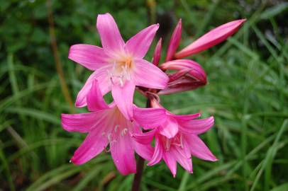 Fotografia da espécie Amaryllis belladonna