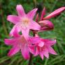 Fotografia 10 da espécie Amaryllis belladonna do Jardim Botânico UTAD