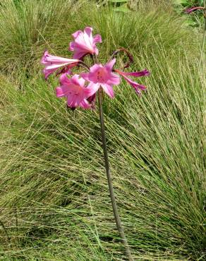 Fotografia 11 da espécie Amaryllis belladonna no Jardim Botânico UTAD