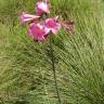 Fotografia 11 da espécie Amaryllis belladonna do Jardim Botânico UTAD
