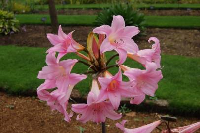 Fotografia da espécie Amaryllis belladonna