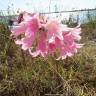 Fotografia 13 da espécie Amaryllis belladonna do Jardim Botânico UTAD