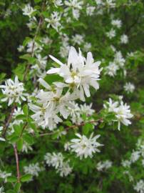 Fotografia da espécie Amelanchier ovalis