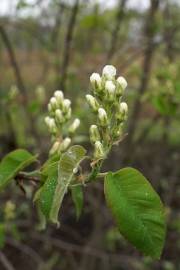 Fotografia da espécie Amelanchier ovalis