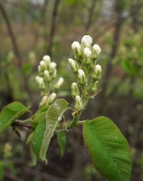 Fotografia 10 da espécie Amelanchier ovalis no Jardim Botânico UTAD