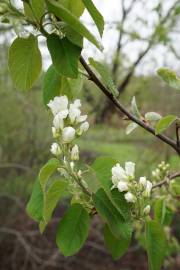 Fotografia da espécie Amelanchier ovalis